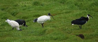 DSC00010 Australian & Straw-necked Ibis @ Pyramid Rock Rd bf.jpeg