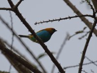 gilt edged tanager.JPG