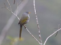 pale throated pampa finch.JPG