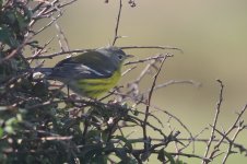 20230921 (1)_Magnolia_Warbler.JPG