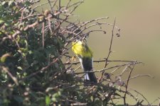 20230921 (9)_Magnolia_Warbler.JPG