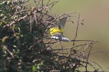 20230921 (10)_Magnolia_Warbler.JPG