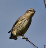 possible red eyed vireo.jpg