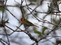 rufous headed tan singing.JPG