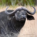 Water Buffalo sm.jpg