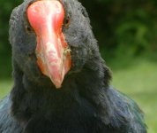 Takahe.jpg