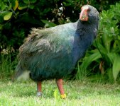 Takahe2.jpg