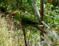 Red-crowned Parakeet.jpg