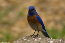 westernBluebird_X0215_4l.jpg