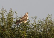 buzzard-sep-26-2008-11.jpg