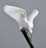 little egret post D90_DSC0209.jpg