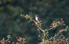 pied-flycatcher-sep-27-2008-1.jpg