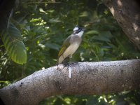 chinese bulbul P6000 raw P6000_9.jpg