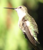 IMG_1546_hummingbird.bf.jpg