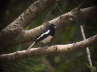 magpie robin male P6000 raw_2.jpg