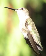 IMG_1548_hummingbird.bf.jpg