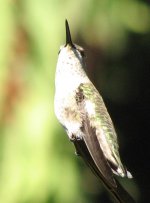 IMG_1549_hummingbird.bf.jpg