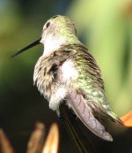 IMG_1553_hummingbird.bf.jpg