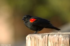 redWingedBlackbird_X0195_162l.jpg