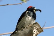 acornWoodpecker_X0200_162l.jpg