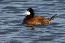 ruddyDuck_X0195_192l.jpg