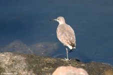 willet_X0200_15l.jpg