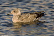 westernGull_X0195_207l.jpg