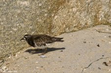 blackTurnstone_X0196_78l.jpg