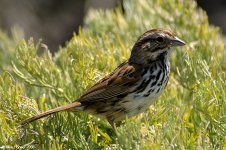 songSparrow_X0196_150l.jpg