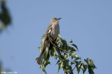 northernMockingbird_X0201_2l.jpg