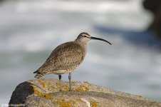 whimbrel_X0196_9l.jpg