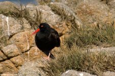 blackOystercatcher_X0196_68l.jpg