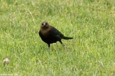 brownHeadedCowbird_X0204_53l.jpg