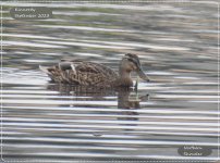 Northern Shoveler female 24 September 2023 .jpg