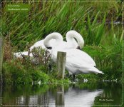 BF Mute Swans preening 24 September 2023.jpg