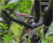 BF Eurasian Tree Sparrow 24 September 2023.jpg