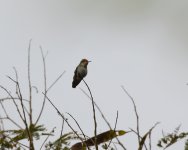 frilled coquette.JPG