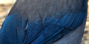 jay feather detail.png