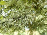 lichens A  03 - small.jpg