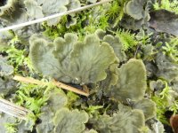 Lichen B  03 - small.jpg