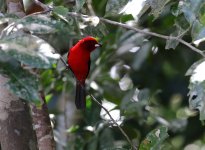 brazil tanager.JPG