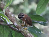 pygmy owl head turned.JPG