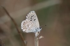 False Baton Blue mor 1.jpg