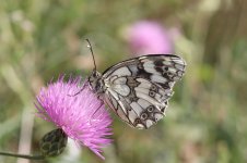 Moroccan Marbled White mor 1.jpg