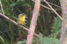 20230926 (1)_Blackburnian_Warbler.JPG