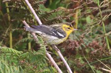 20230926 (2)_Blackburnian_Warbler.JPG