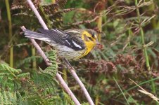 20230926 (3)_Blackburnian_Warbler.JPG