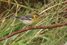 20230926 (4)_Blackburnian_Warbler.JPG