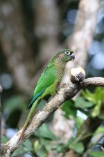 maroon bellied parakeet.JPG