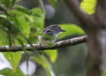 spbacked antshrike.JPG